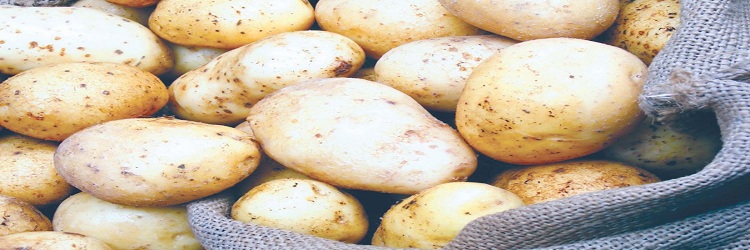 «الزراعة» توافق على استيراد 181 ألف طن تقاوى بطاطس للعروة الصيفية