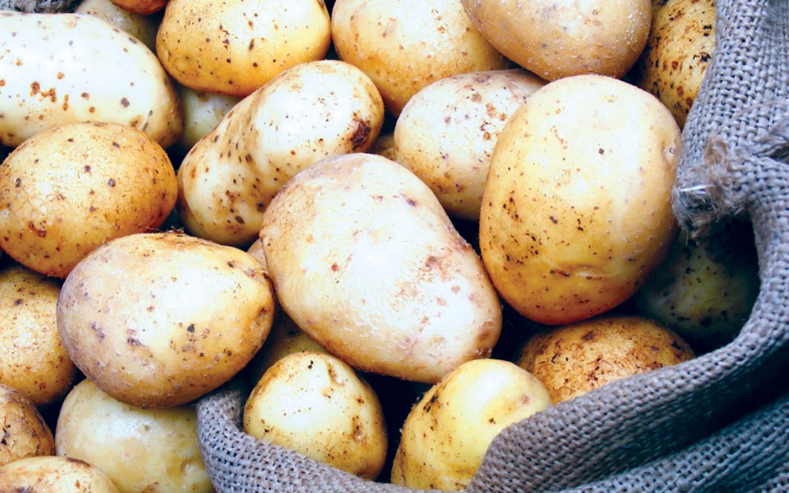 «الزراعة»: استيراد 139.5 ألف طن تقاوي بطاطس من مناشئ أوروبية