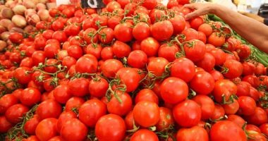 شعبة الخضروات: "الطماطم 025" غير موجودة بالسوق وكل الأصناف المباعة معتمدة من "الزراعة"