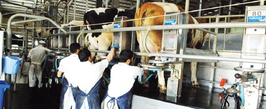 مصر بالمركز الخامس عالميا فى تصدير «الجبن المطبوخ».. منتجات الألبان تنافس فى الأسواق العالمية