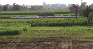 تعرف على أهم 5 تحديات يواجهها قطاع الزراعة فى مصر