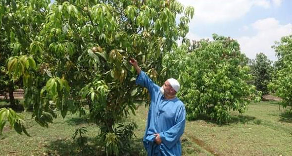 تكاليف الزراعة باهظة والخسائر فادحة «المانجو» الفاكهة الأشهر تواصل ضرباتها للمزارعين