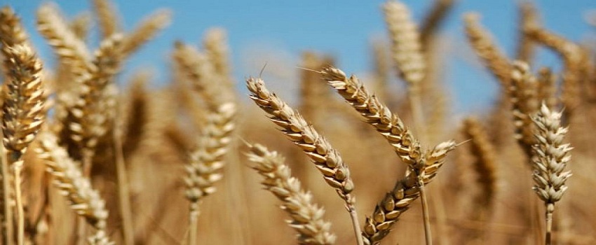 فرنسا تقترح إبرام تعاقد لتوريد القمح لمصر لثلاث سنوات للتفاوض بشأن أسعار الشحن