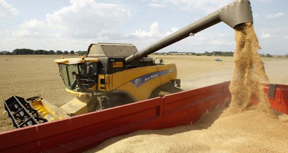 من أجل تحقيق ٨٠٪ من الاكتفاء الذاتى ٢٠٣٠ خطط حكومية للنهوض بـ «القمح»