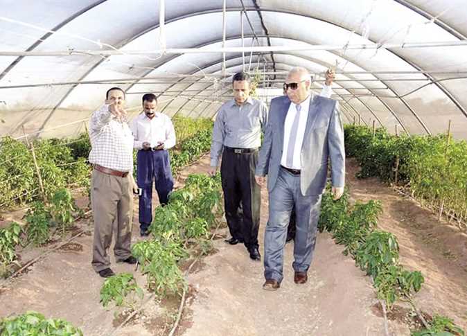 نقيب الزراعيين يطالب الدولة بحل مشاكل استيراد تقاوى الخضر