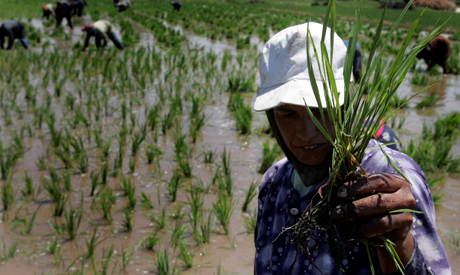 Egypt plans strategic rice cultivation
