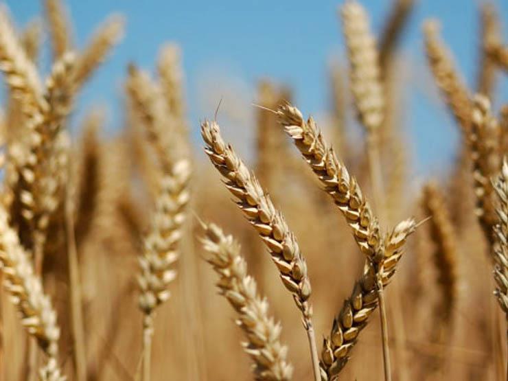 مصر تطالب بتعاون أوروبى إفريقى لإنشاء آلية لشراء وتوفير القمح