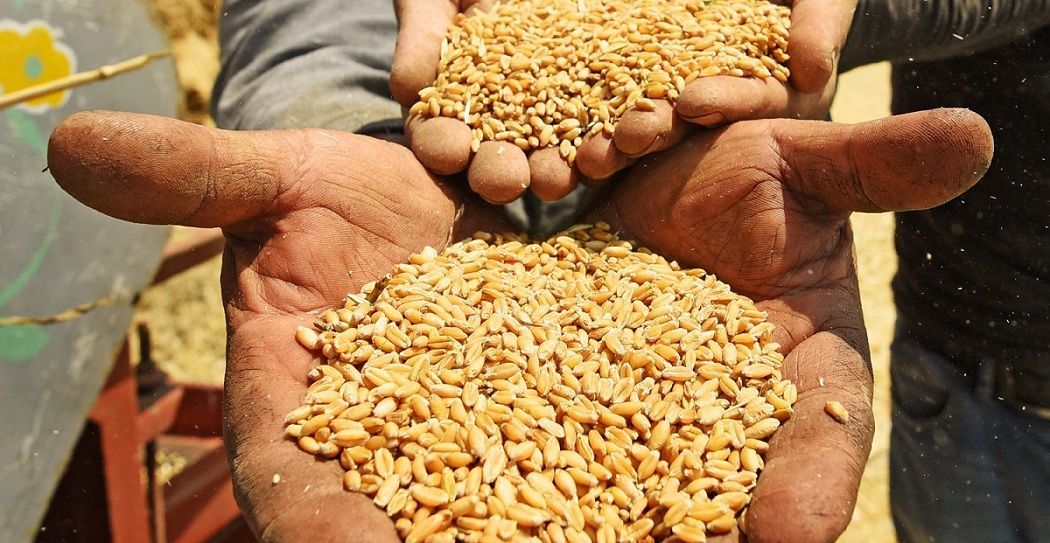 «الزراعة»: مليون طن زيادة مرتقبة فى إنتاجية القمح