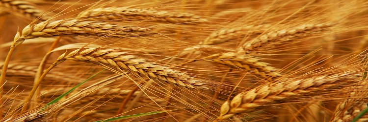 متحدث الزراعة: مصر قادرة على توفير احتياجات المواطن من القمح حتى نهاية العام