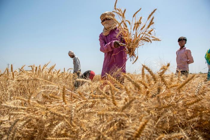 دول عربية تحظر تصدير حاصلاتها الزراعية.. الهند ليست وحدها