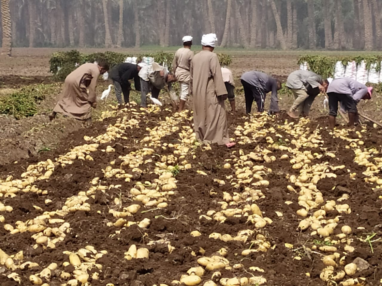 «الزراعة»: 650 ألف طن إجمالى صادرات البطاطس فى 2021
